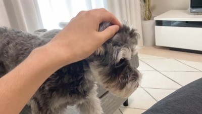 パパさんが撫でたら…