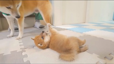 横たわりながら前足を上げる子犬