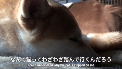 心優しいももちゃんは怒りません