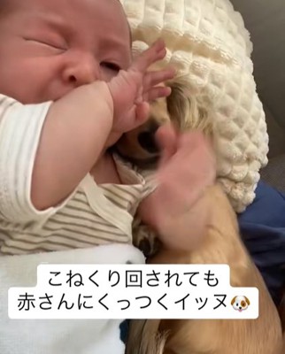 寝起きの赤ちゃんに密着したまま眠るカニンヘンダックスフンド