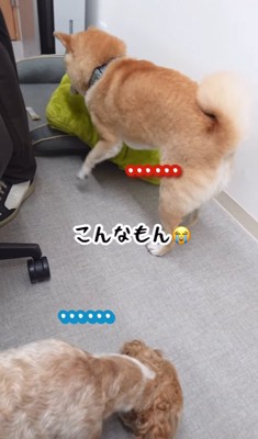 おもちゃで遊ぶ2匹