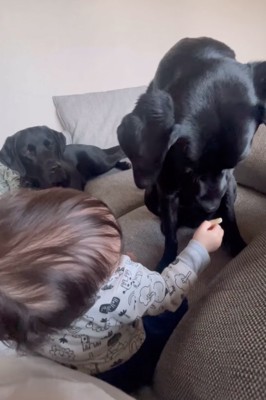 おやつを食べない犬