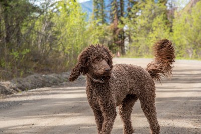 カーリーヘアーの茶の犬