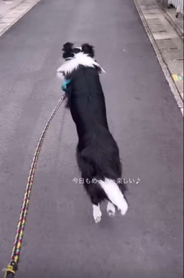 お散歩中のルナちゃん