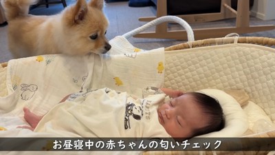 お昼寝中も気にかけてくれます