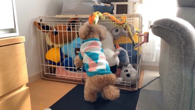 いちごちゃんのケージにぬいぐるみを入れたら7