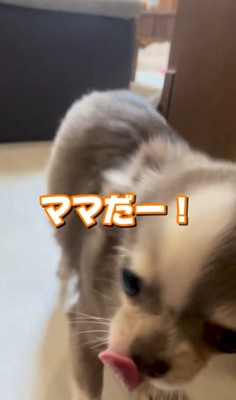飼い主を出迎える小型犬