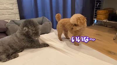 意地悪するゆずくんVS仕返しするぽん太くん4