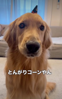 小さな帽子を被った犬