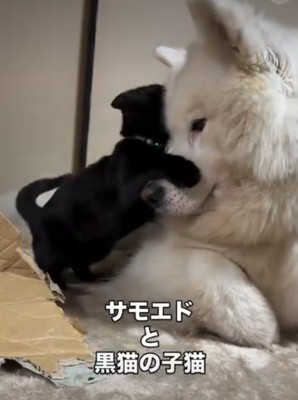 犬に抱きつく猫