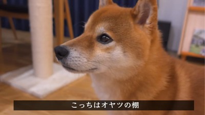 おやつの棚を見つめる犬