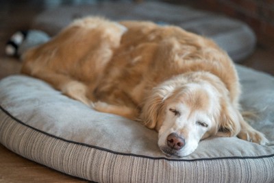 大きめのベッドで眠るシニア犬