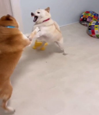 吠え合う2匹の犬