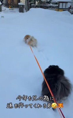 道を作るこんちゃん