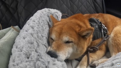 ナラちゃんは疲れてウトウト…