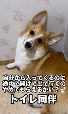 トイレから出て行くこまよちゃん