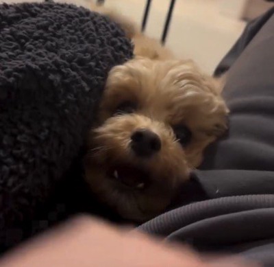 飼い主たちが仲良くしているのを見て口を開ける犬