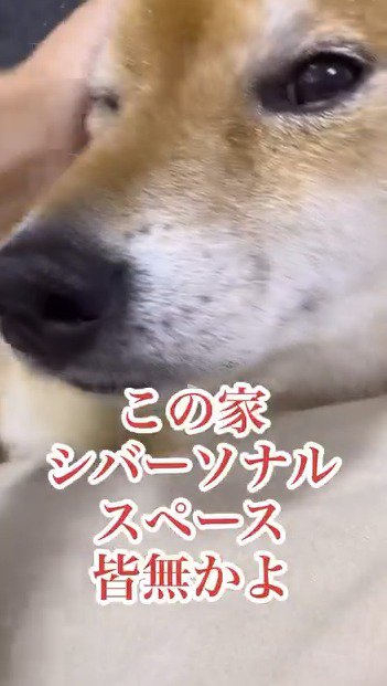 飼い主に顔を撫でられる犬