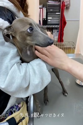 トントンする先生