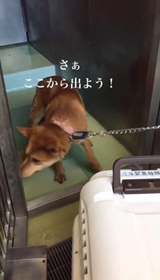 リードを引っ張られて踏ん張る茶色い犬