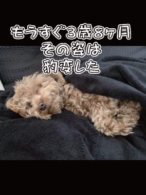 3歳8ヶ月になった現在