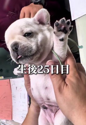 生後25日の赤ちゃん犬