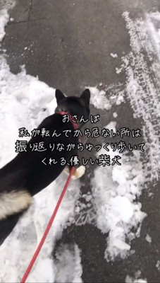 雪の少ない方へ進む犬