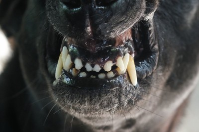 唸る犬の口元のアップ