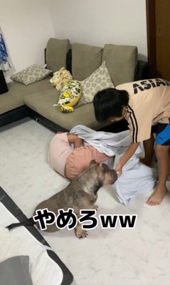 毛布の引っ張り合いに参戦するルッチくん4