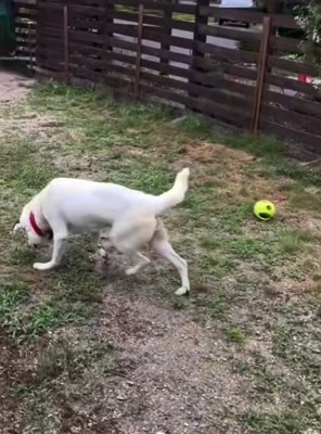 歩けるようになった！！