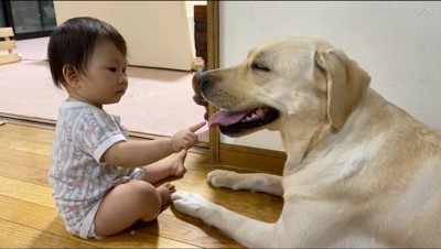 クリーム色の犬の舌を指で触る赤ちゃん