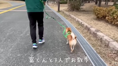 お散歩もなんだか物足りない