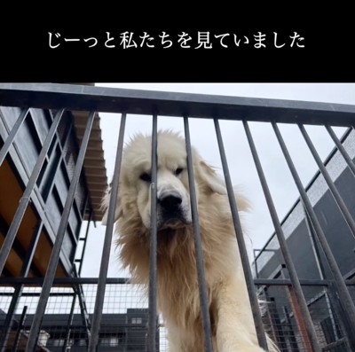 見下ろす超大型犬