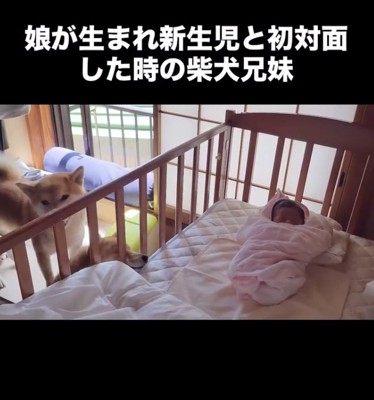 赤ちゃん「ZZZ…」