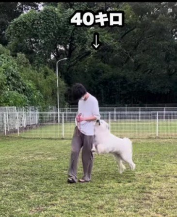 猛烈な体当たり!!