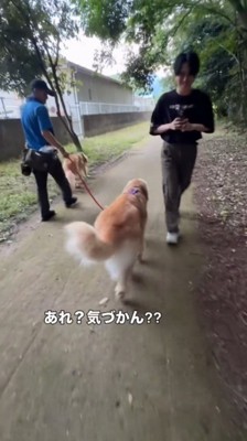 男性の横を通り過ぎる兄犬