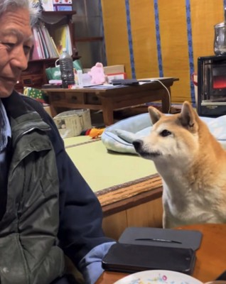 お父さんを見る犬