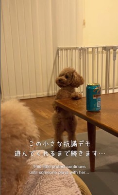 ジュリちゃんの猛抗議7