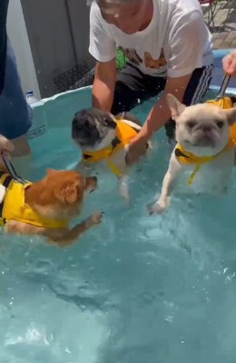 再登場のダイフクくん