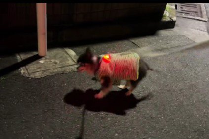 ブルルッと体を振ったり…