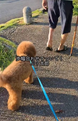 おじいさんの後をついて行く小型犬
