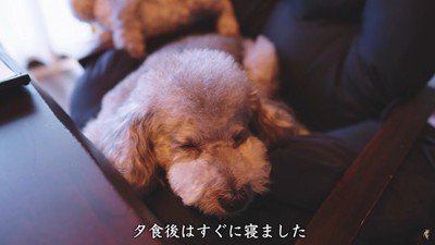 寝る犬