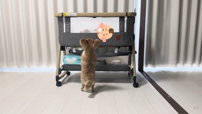 ハナちゃんのあやし方3