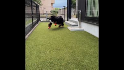 お庭でダッシュ!
