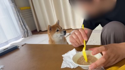 皿とスプーンを持つ女性を見る犬