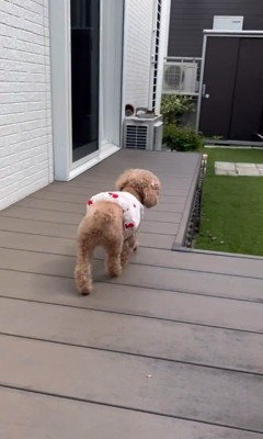 お父さんの帰りを待つティナちゃん9