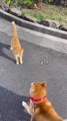 近づいてくる猫を見て体を硬くする犬