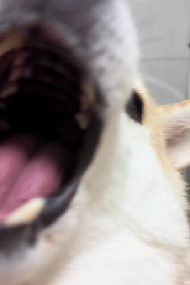 さらに大きな口に！！