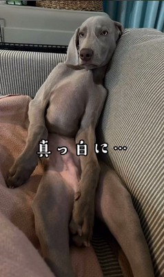 人間っぽい寝方のジョージくん