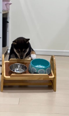 水を飲む猪之助くん6